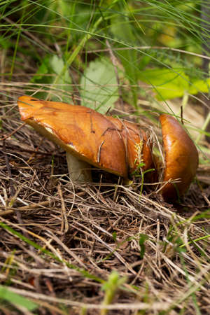 the edible mushrooms in a green grass