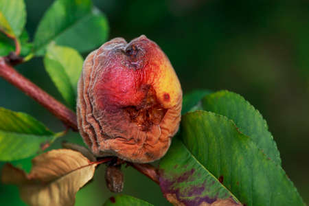 the rotten peach on a branchの写真素材