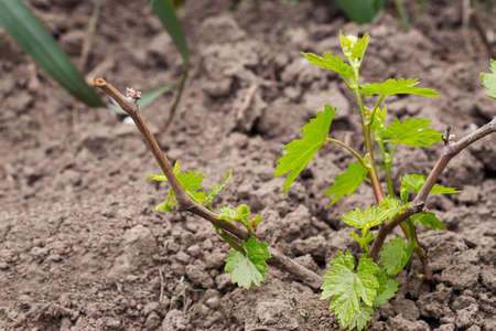 young sprout of grapes on a blurred backgroundの写真素材