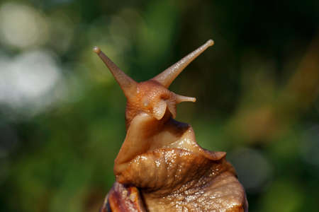 the Achatina snail on a green backgroundの写真素材