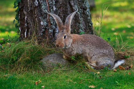 the gray rabbit on a green grassの写真素材