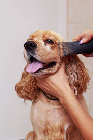 Grooming the hair of brown dog breed Cocker Spanielの写真素材