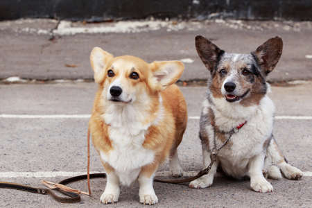 dogs breed Welsh Corgi is walking on open air