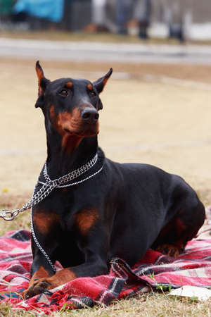the dog breed Doberman Pinscher is lying on red blanketの写真素材