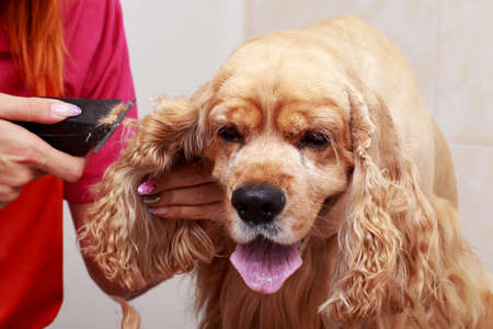 Grooming the hair of brown dog breed Cocker Spanielの写真素材