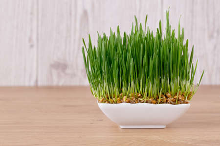 green shoots of wheat on the wooden backgroundの写真素材