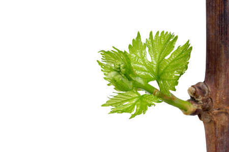 young sprout of grapes on a white backgroundの写真素材