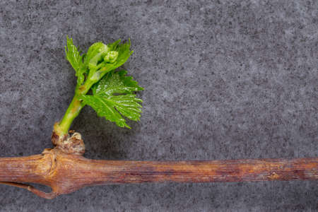 Young green sprouts of grapes on a gray backgroundの写真素材