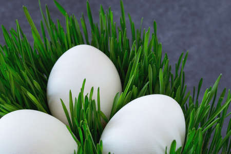 Eggs in the grass on a gray backgroundの写真素材