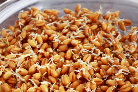 The brown background of a sprouts wheatの写真素材