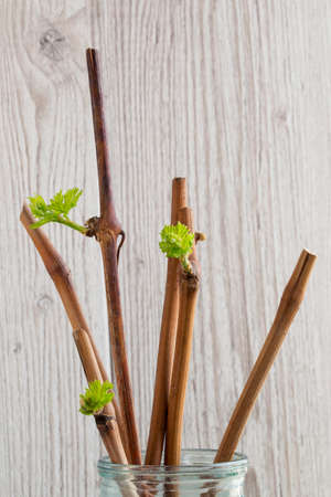 The green young grapes sprouts on a wooden backgroundの写真素材