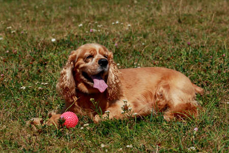 dog breed American Cocker Spaniel on a green grassの写真素材