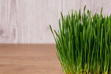 green shoots of wheat on the wooden backgroundの写真素材