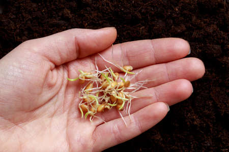 The wheat sprouts on a female handの写真素材