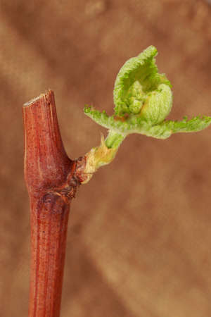 Young green sprouts of grapes on a fabric backgroundの写真素材