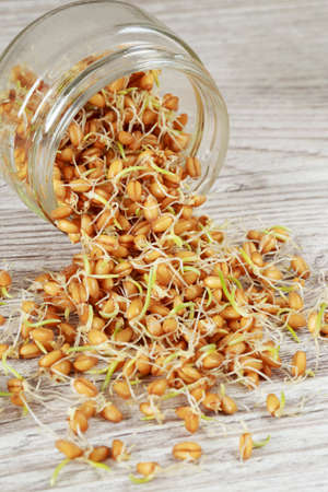 The sprouts wheat on a wooden backgroundの写真素材