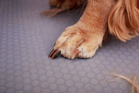 Grooming the hair of brown dog breed Cocker Spanielの写真素材