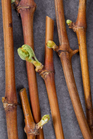 Young green sprouts of grapes on a gray background