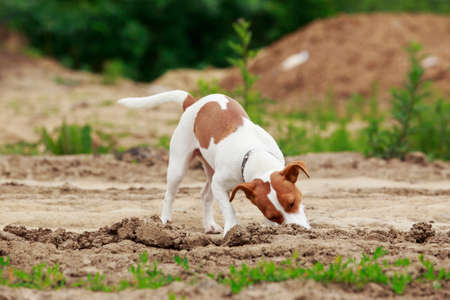 Jack Russell terrier dog is digs a holeの写真素材