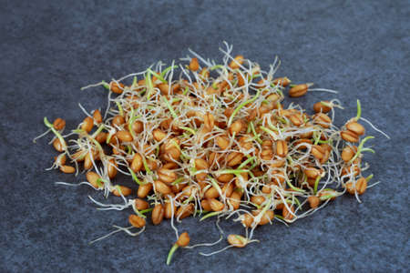 The wheat sprouts on a gray backgroundの写真素材