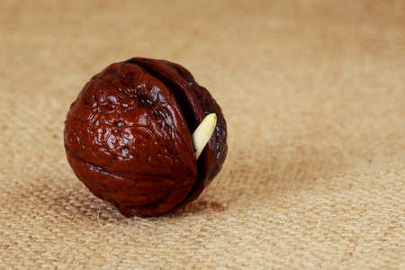 Sprout of a young walnut on sackcloth backgroundの写真素材