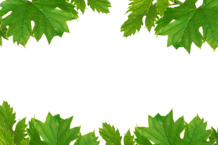 young sprout of grapes on a white backgroundの写真素材