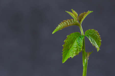 Sprout of a young walnut on the gray backgroundの写真素材