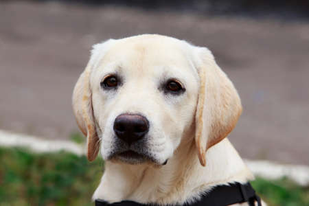 close-up the face of puppy labrador