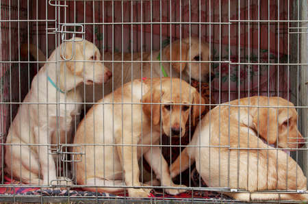 The puppies of labrador sits in a cageの写真素材