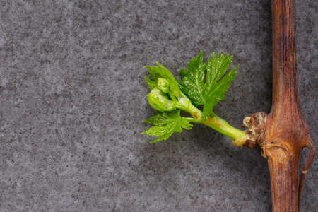 Young green sprouts of grapes on a gray backgroundの写真素材