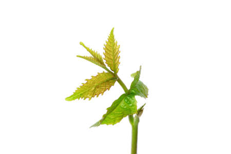 Sprout of a young walnut on the white background