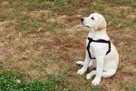 The puppy of labrador sits on grassの写真素材