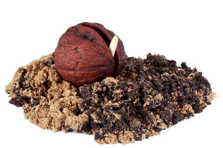 Sprout of a young walnut on the white background