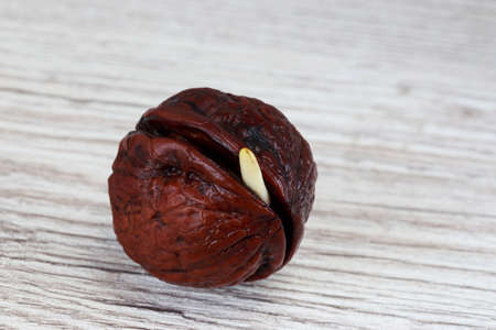 Sprout of a young walnut on  wooden backgroundの写真素材