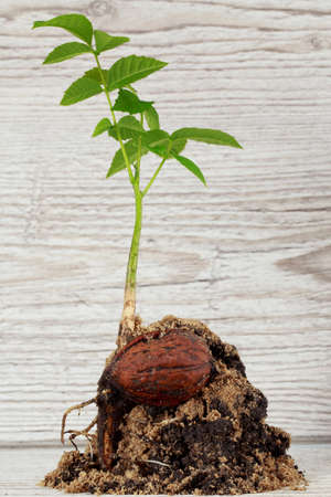 Sprout of a young walnut on  wooden backgroundの写真素材