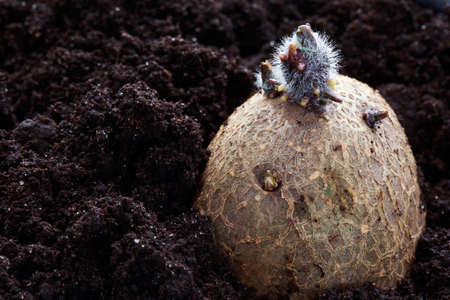 Potato tuber with sprouts in the soilの写真素材