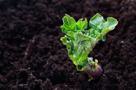 Potato tuber with sprouts in the soilの写真素材