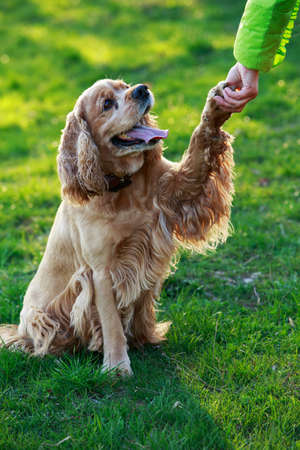 dog breed American Cocker Spaniel on a green grassの写真素材