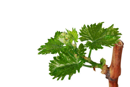 young sprout of grapes on a white backgroundの写真素材