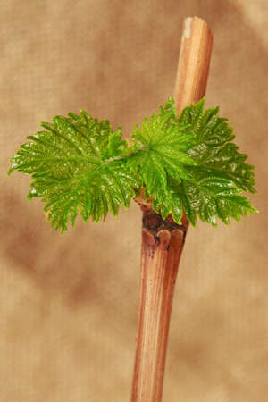 Young green sprouts of grapes on a fabric background