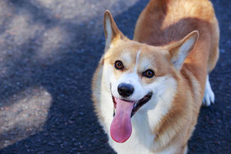 Welsh Corgi Pembroke in summer sunny day on grey backgroundの写真素材