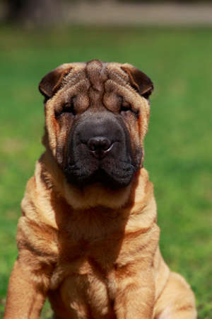 Shar Pei dog sitting on the green grassの写真素材