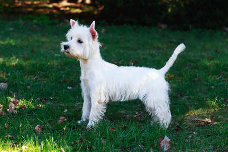 West Highland White Terrier on the green grassの写真素材