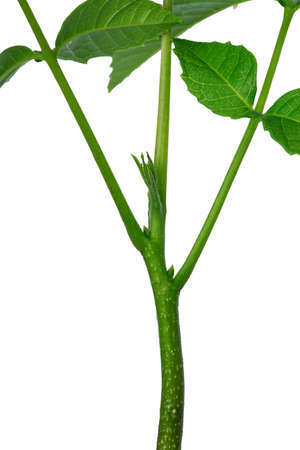 Sprout of a young walnut on the white backgroundの写真素材