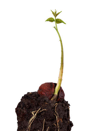 Sprout of a young walnut on the white backgroundの写真素材