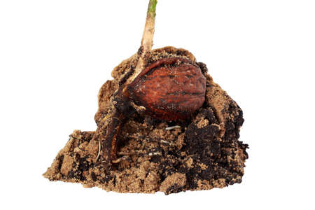 Sprout of a young walnut on the white background