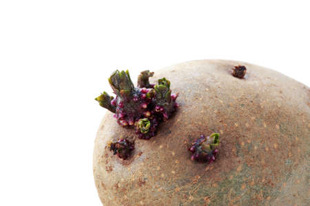 The potatoes with sprouts on white backgroundの写真素材