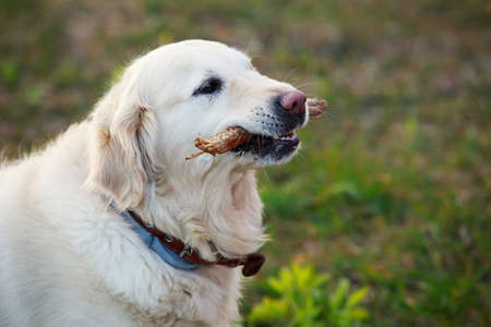 the dog breed Golden retriever on a green grass