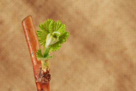 Young green sprouts of grapes on a fabric backgroundの写真素材