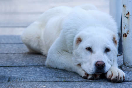 The Central asian shepherd dog a close upの写真素材